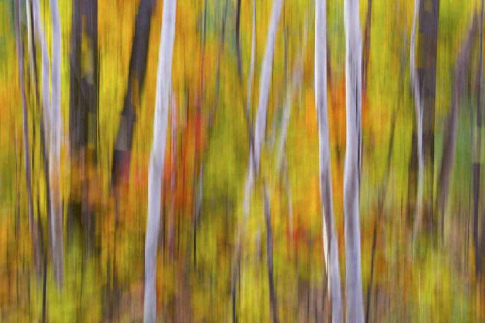 Canada, Quebec Blur of autumn in hardwood forest art print by Gilles Delisle for $57.95 CAD