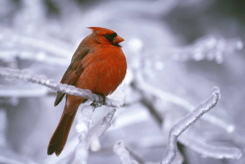 Canada, Quebec Male northern cardinal on limb art print by Gilles Delisle for $57.95 CAD