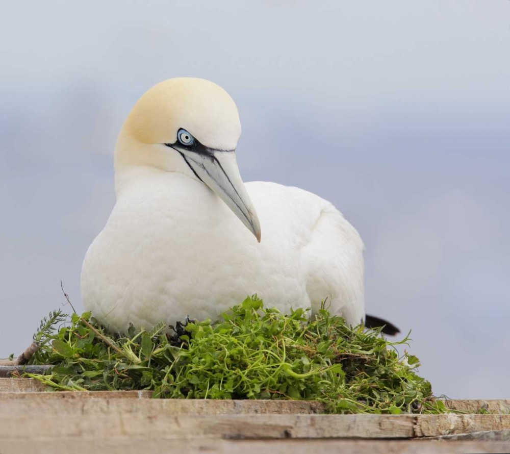 Canada, Quebec, Northern gannet bird sits on nest art print by Arthur Morris for $57.95 CAD