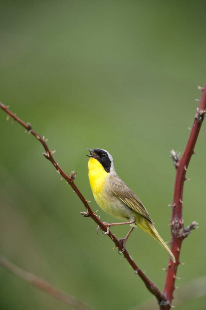 Canada, Quebec Common yellowthroat singing art print by Gilles Delisle for $57.95 CAD