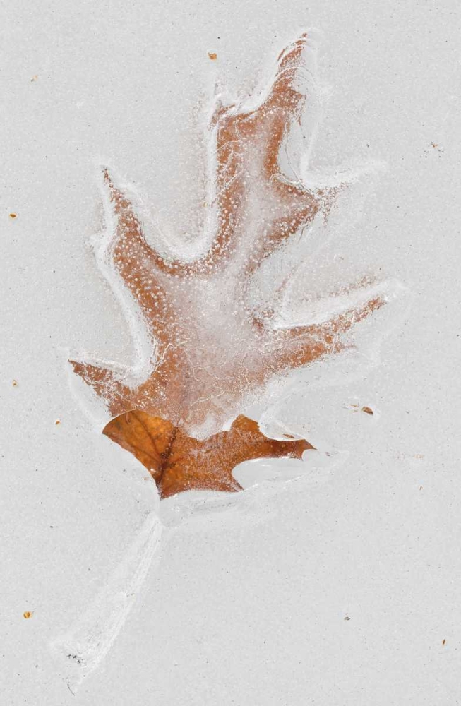 Canada, Quebec Red oak leaf caught in ice art print by Gilles Delisle for $57.95 CAD