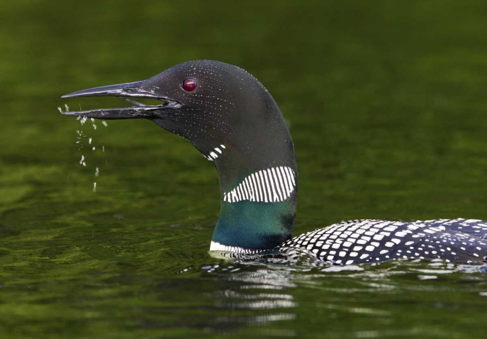 Canada, Quebec, Eastman Common loon calling art print by Gilles Delisle for $57.95 CAD