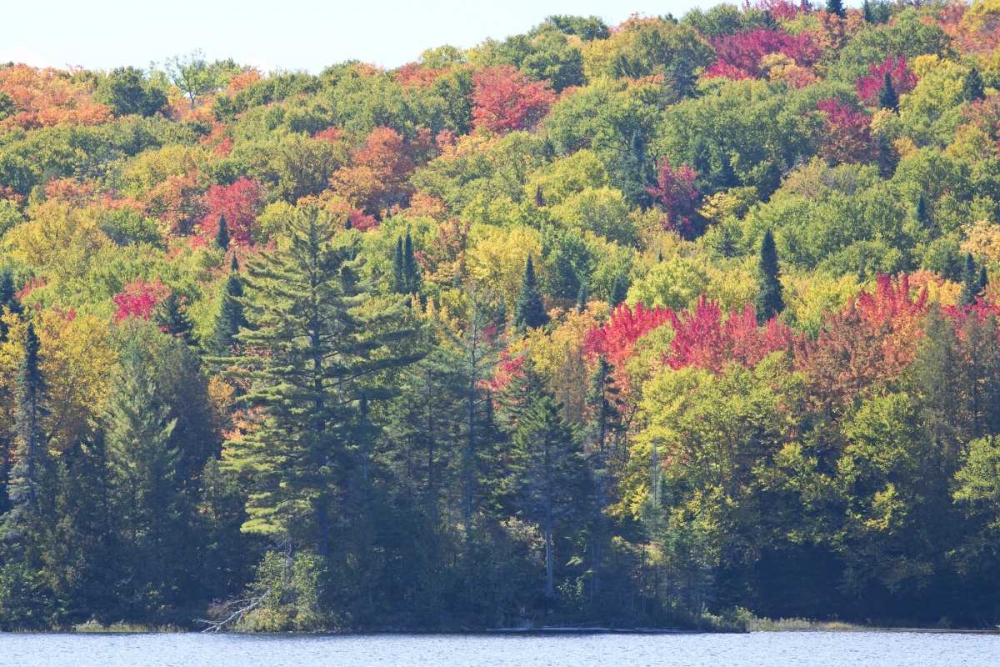 Canada, Quebec Fall colors along Lake Monroe art print by Gilles Delisle for $57.95 CAD