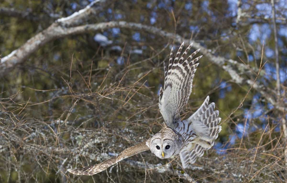 Canada, Quebec, Beauport Great gray owl flying art print by Gilles Delisle for $57.95 CAD
