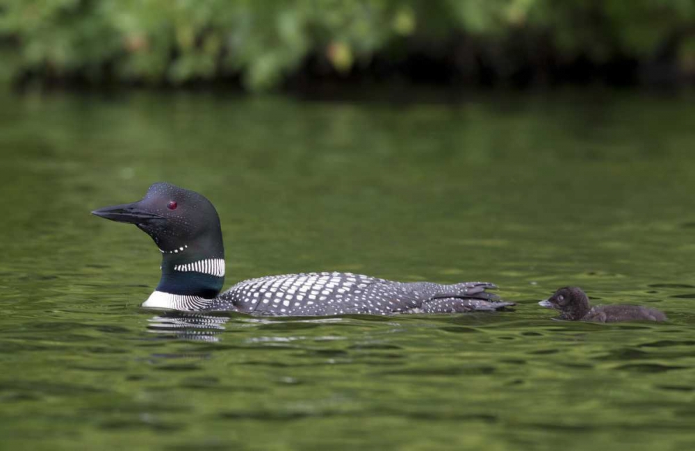 Canada, Quebec, Eastman Common loon with chick art print by Gilles Delisle for $57.95 CAD