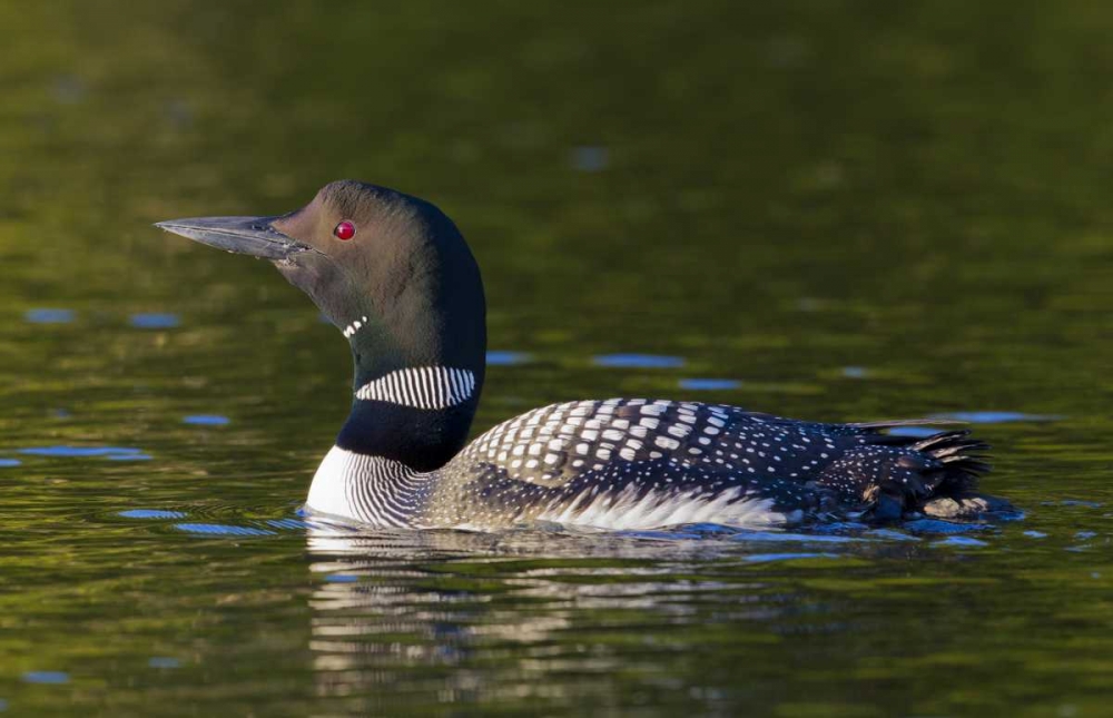 Canada, Quebec, Eastman Common loon swimming art print by Gilles Delisle for $57.95 CAD