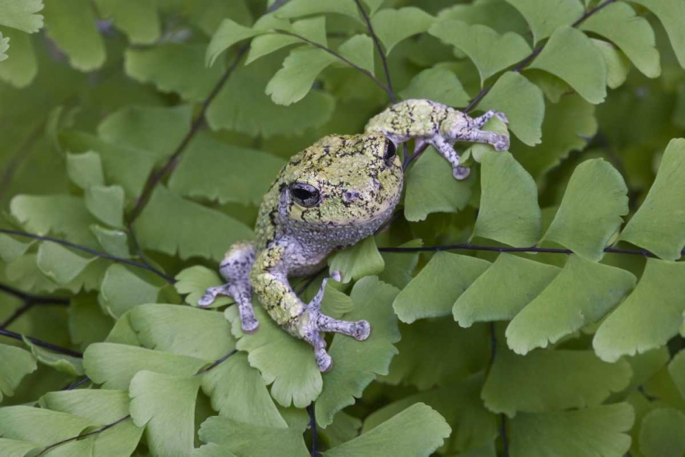 Canada, Quebec, Gray tree frog on maidenhair fern art print by Gilles Delisle for $57.95 CAD