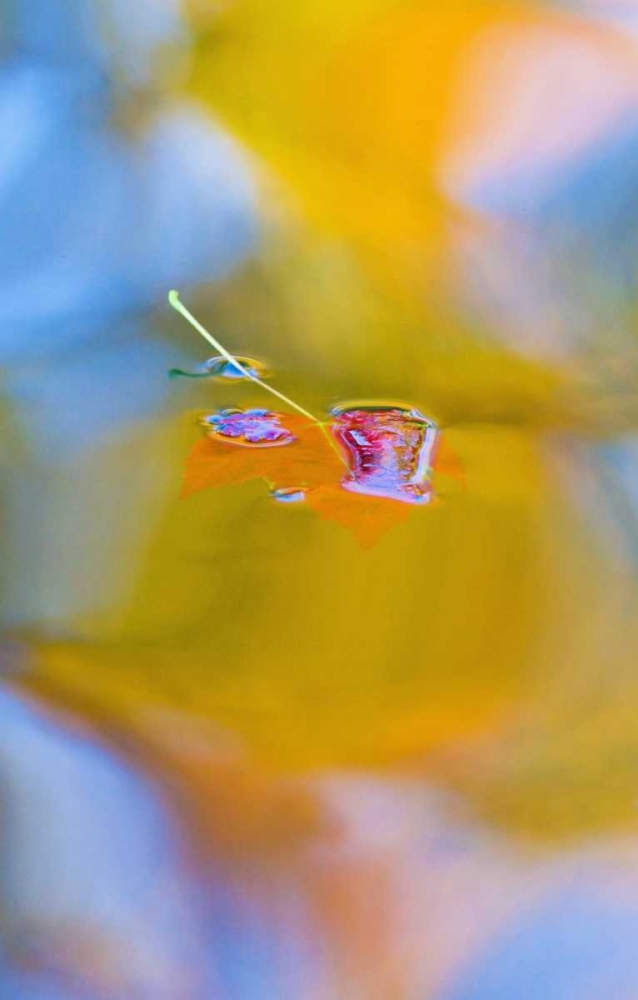 Canada, Quebec, Red maple leaf on autumn pool art print by Gilles Delisle for $57.95 CAD