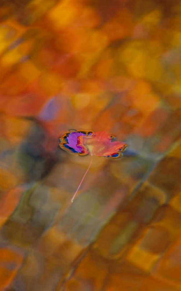 Canada, Quebec, Maple leaf on autumn-colored pool art print by Gilles Delisle for $57.95 CAD