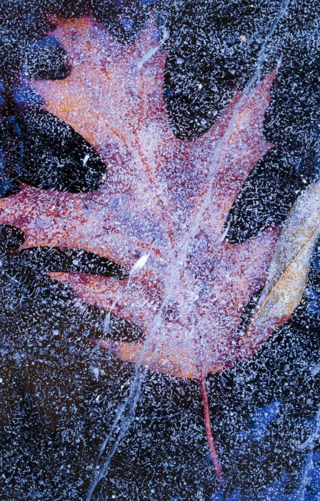 Canada, Quebec, Red oak leaf under lake ice art print by Gilles Delisle for $57.95 CAD