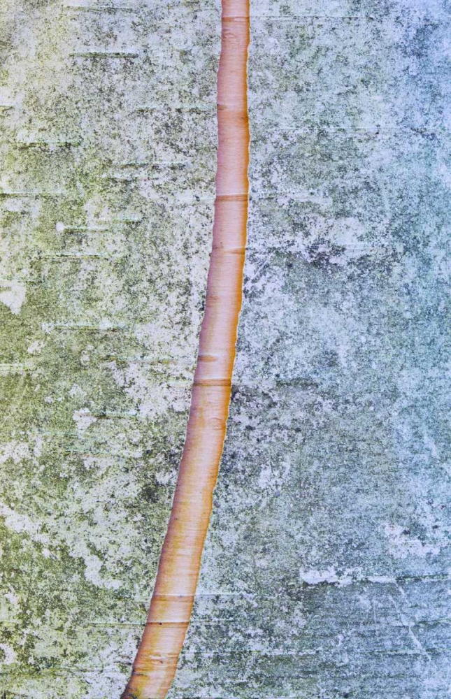 Canada, Quebec, Split paper birch bark detail art print by Gilles Delisle for $57.95 CAD