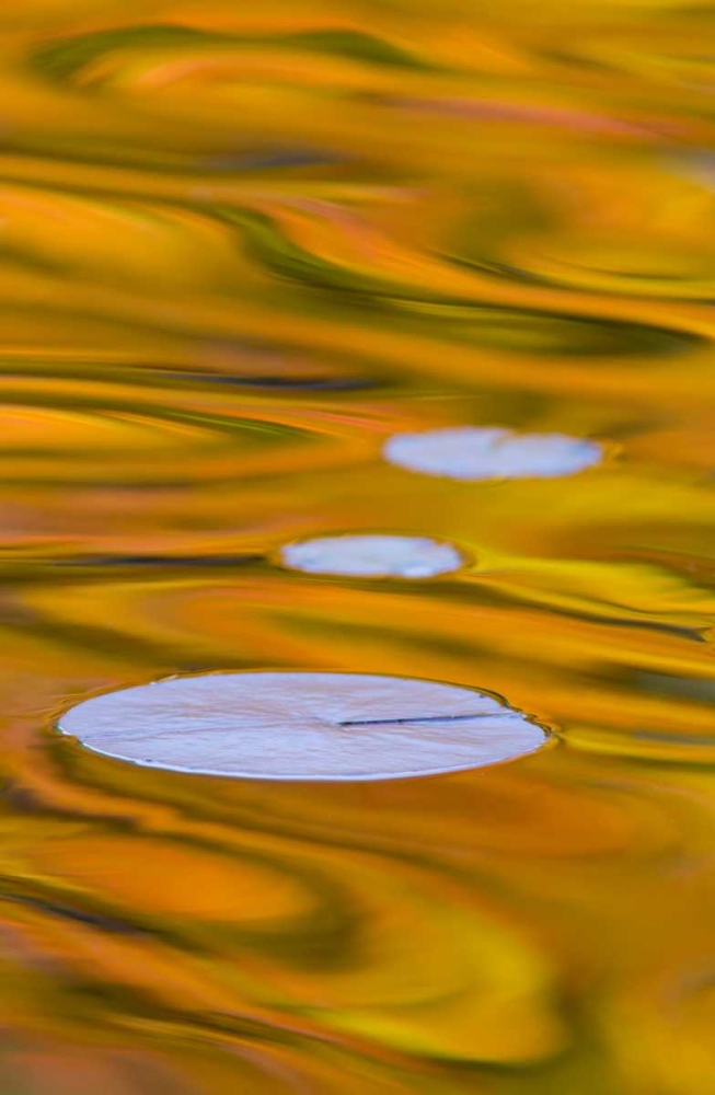 Canada, Quebec, Water lily pad and fall colors art print by Gilles Delisle for $57.95 CAD