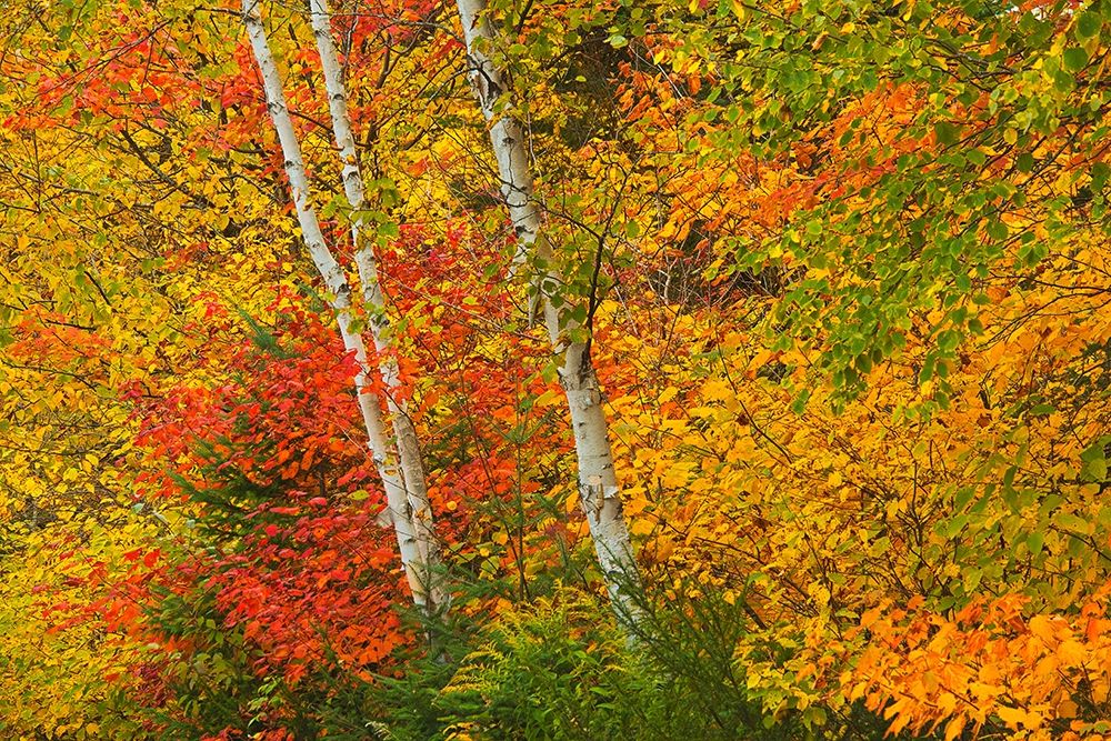 Canada-Quebec-La Mauricie National Park Autumn forest colors art print by Jaynes Gallery for $57.95 CAD