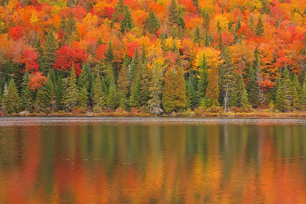 Canada-Quebec-La Mauricie National Park Autumn colors reflected in Lac Ã  Sam art print by Jaynes Gallery for $57.95 CAD