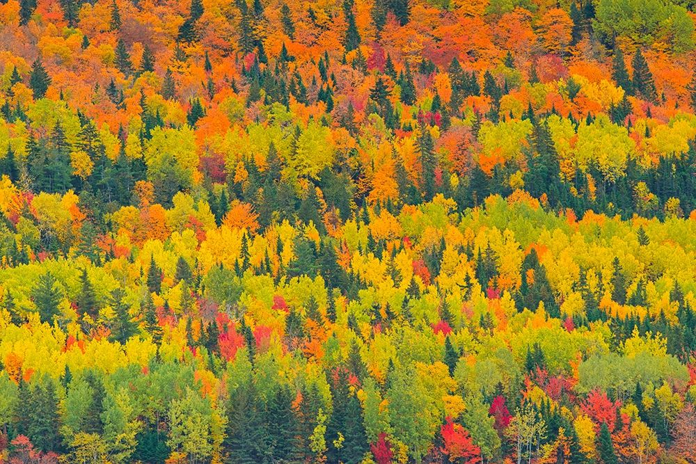 Canada-Quebec-Saint Pacome Autumn forest colors in Notre Dame Mountains art print by Jaynes Gallery for $57.95 CAD
