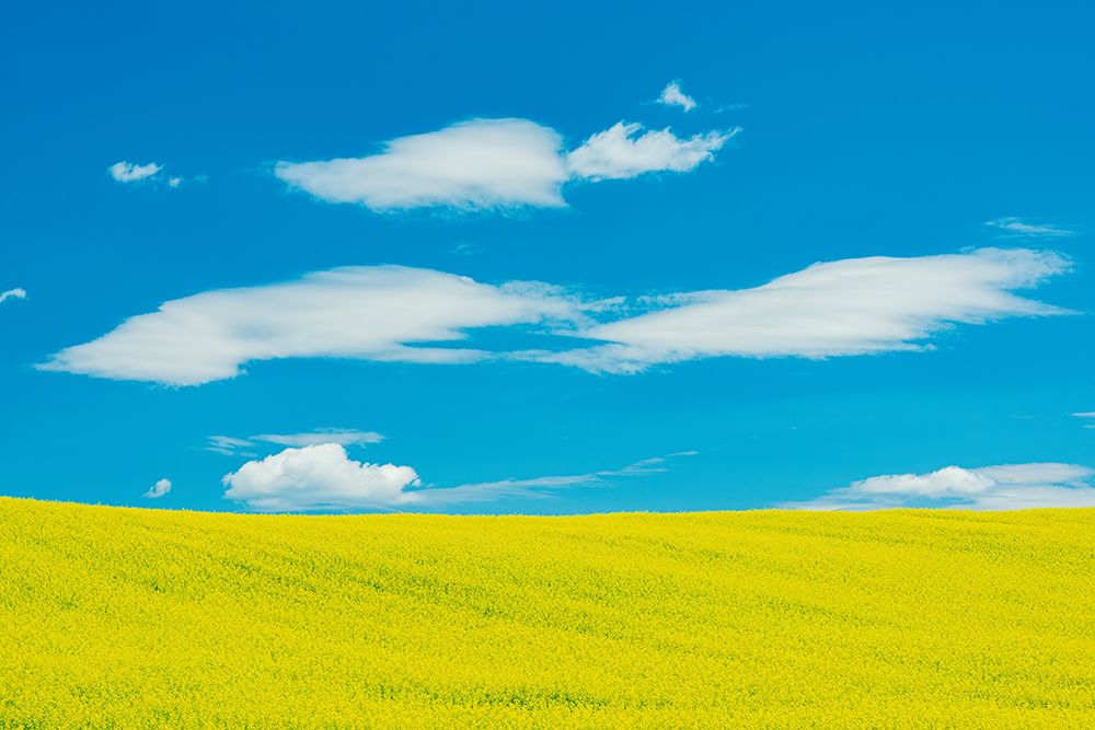 Canada-Quebec-Duhamel. Yellow canola crop. art print by Jaynes Gallery for $57.95 CAD