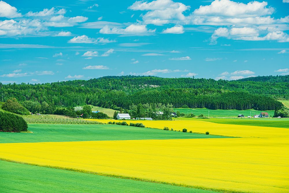 Canada-Quebec-St-Bruno-de-Guigues. Yellow canola crops on farm. art print by Jaynes Gallery for $57.95 CAD