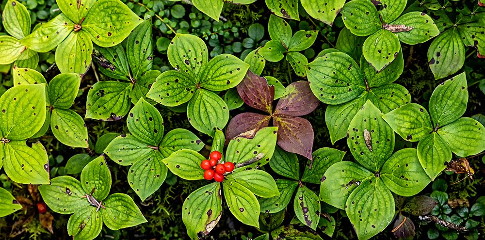 Quebec, Havre-Saint-Pierre, Canada. Archipelago National Park, Canadian bunchberry, art print by Joe Restuccia III for $57.95 CAD