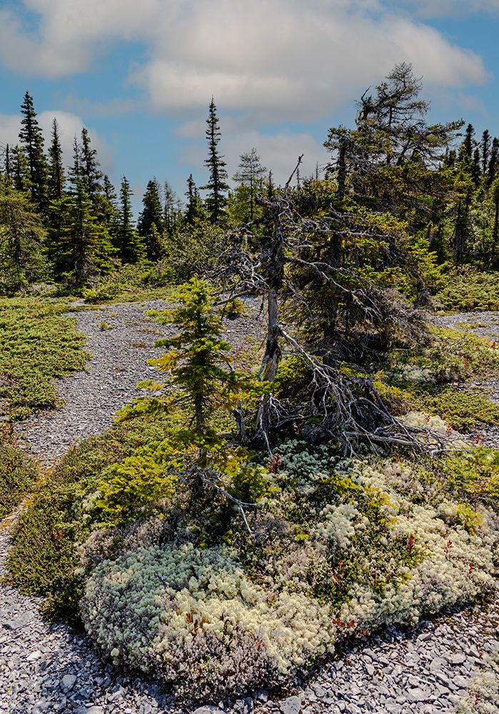 Quebec, Havre-Saint-Pierre, Canada. Archipelago National Park. art print by Joe Restuccia III for $57.95 CAD