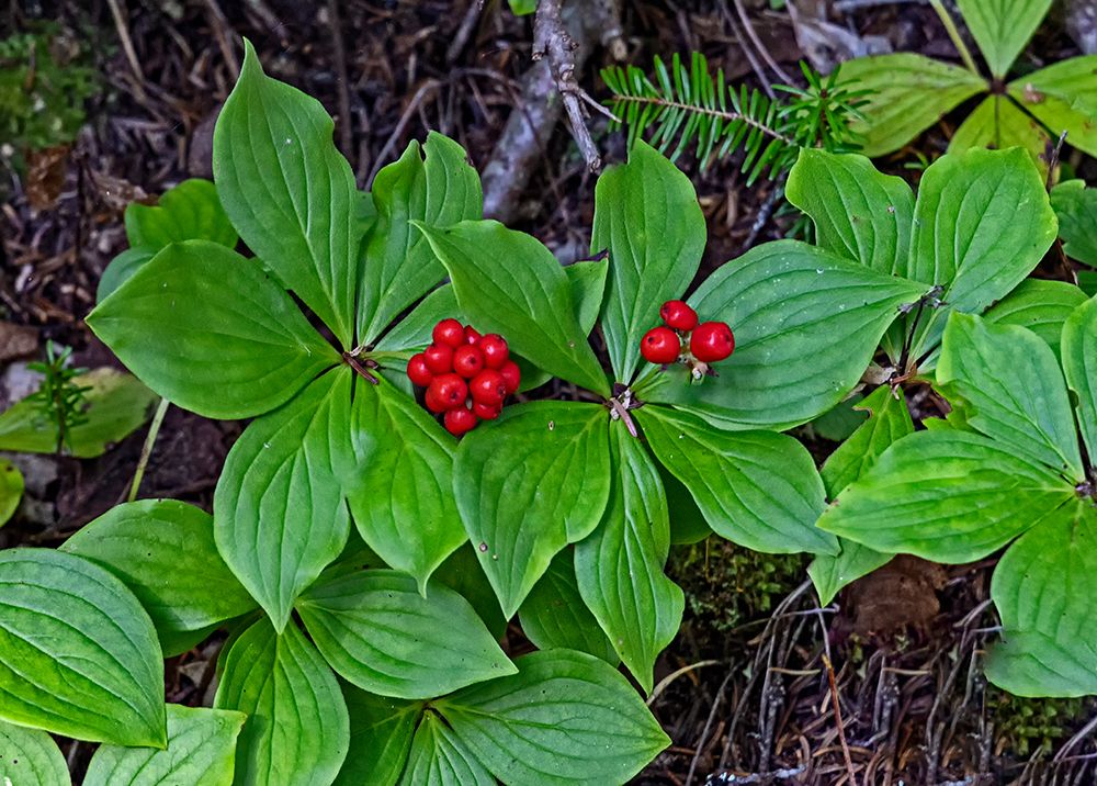 Quebec, Havre-Saint-Pierre, Canada. Archipelago National Park, Canadian bunchberry, art print by Joe Restuccia III for $57.95 CAD