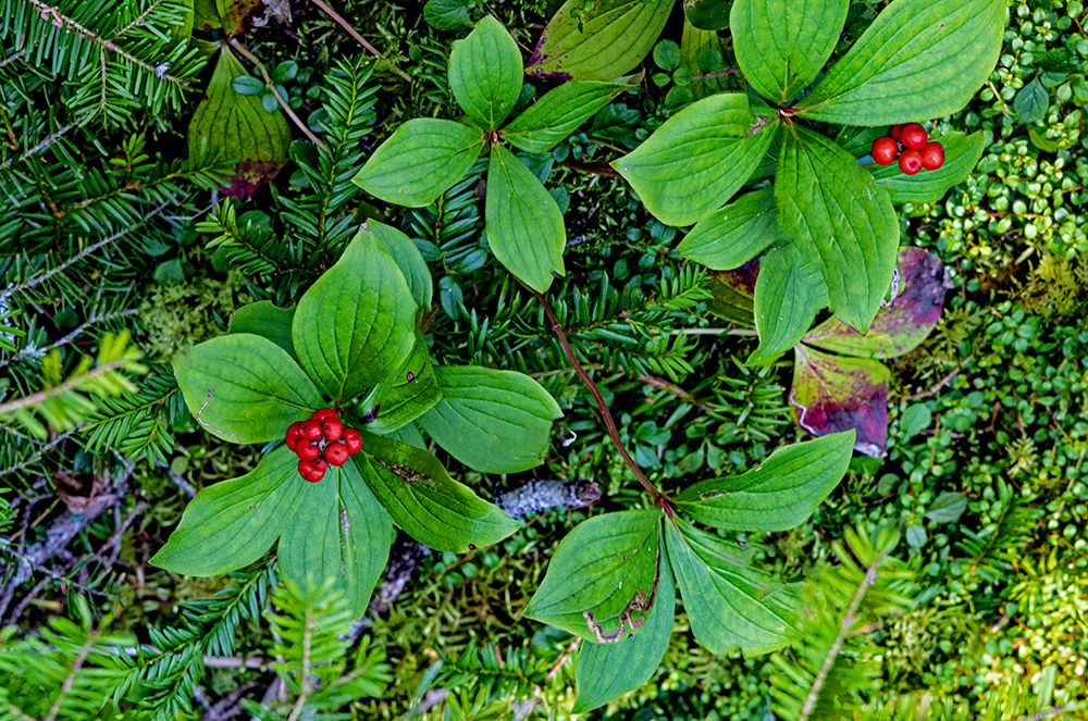 Quebec, Havre-Saint-Pierre, Canada. Archipelago National Park, Canadian bunchberry, art print by Joe Restuccia III for $57.95 CAD
