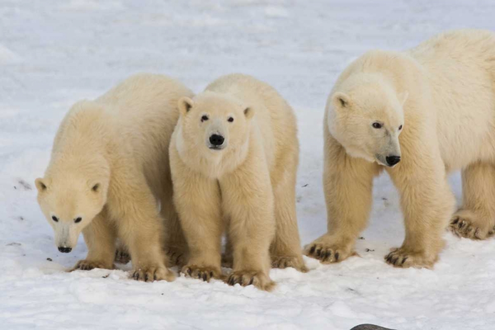 Canada, Hudson Bay Polar bear mother with cubs art print by Cathy and Gordon Illg for $57.95 CAD