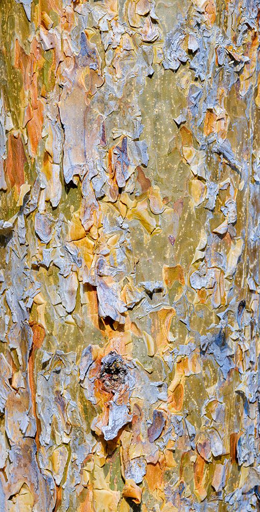 Bark of a pine (Pinus). Autumn in a mixed forest art print by Martin Zwick for $57.95 CAD