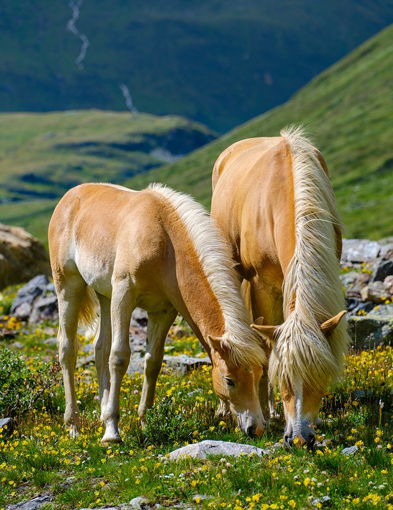 Haflinger Horse on its mountain pasture (Shieling) in the Otztal Alps art print by Martin Zwick for $57.95 CAD