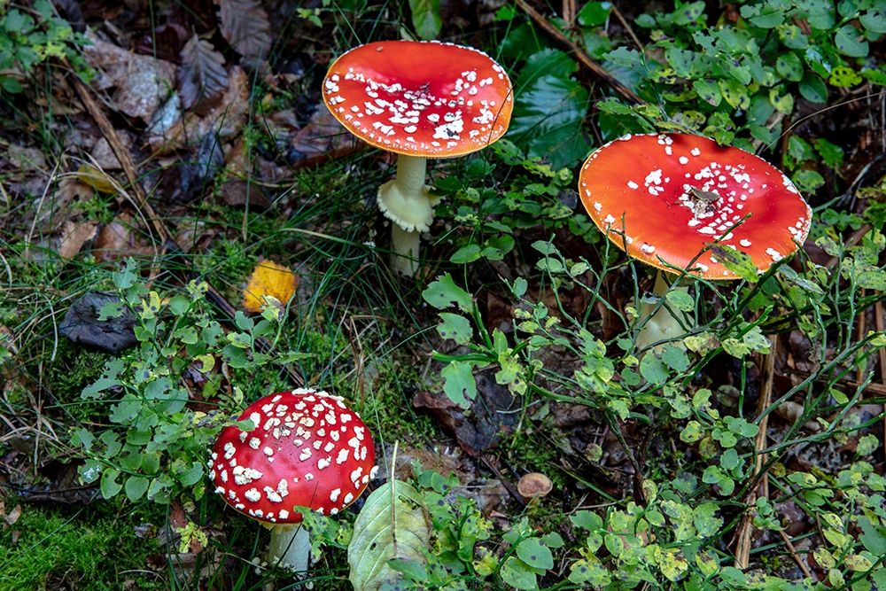 Fly agaric mushrooms in the Cesky Raj nature preserve near Turnov-Czech Republic art print by Chuck Haney for $57.95 CAD