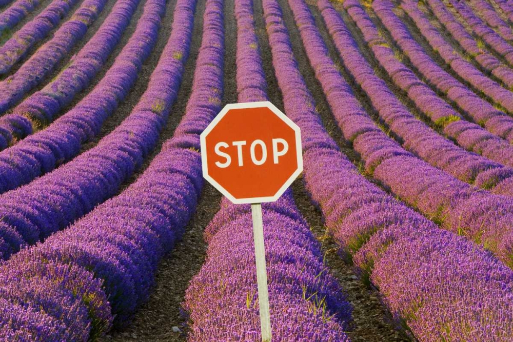 France, Provence Rows of lavender and stop sign art print by Jim Zuckerman for $57.95 CAD