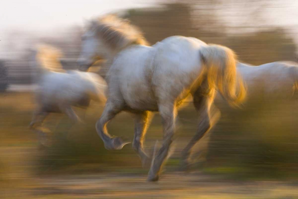 France, Provence White Camargue horses running art print by Jim Zuckerman for $57.95 CAD