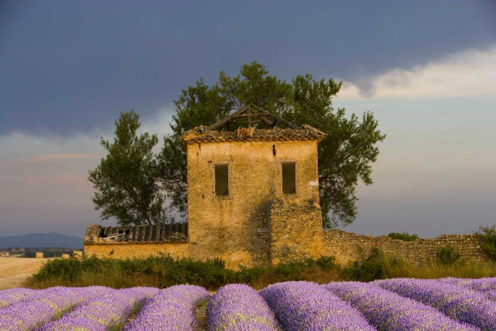 France, Provence Field of lavender and hut art print by Jim Zuckerman for $57.95 CAD