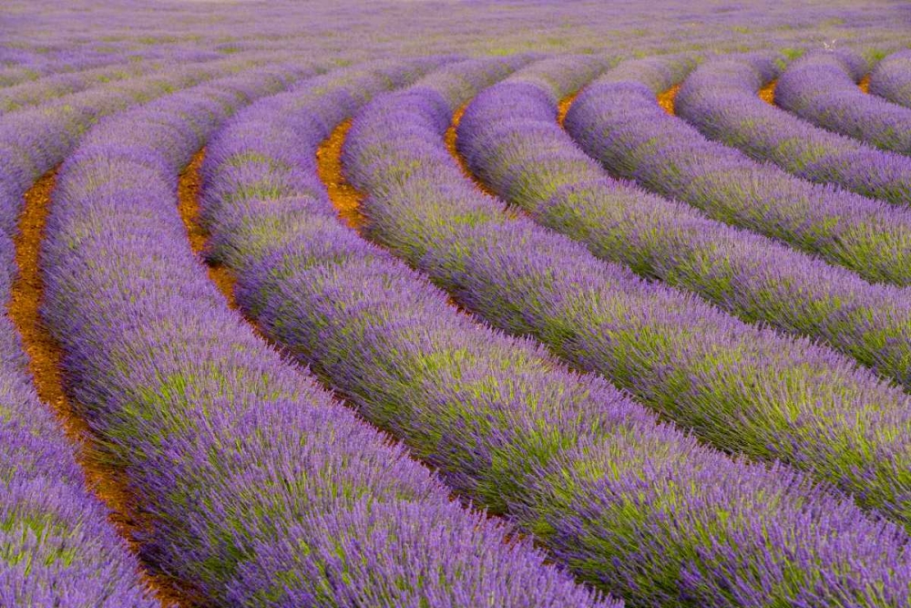 France, Provence region Curved rows of lavender art print by Jim Zuckerman for $57.95 CAD