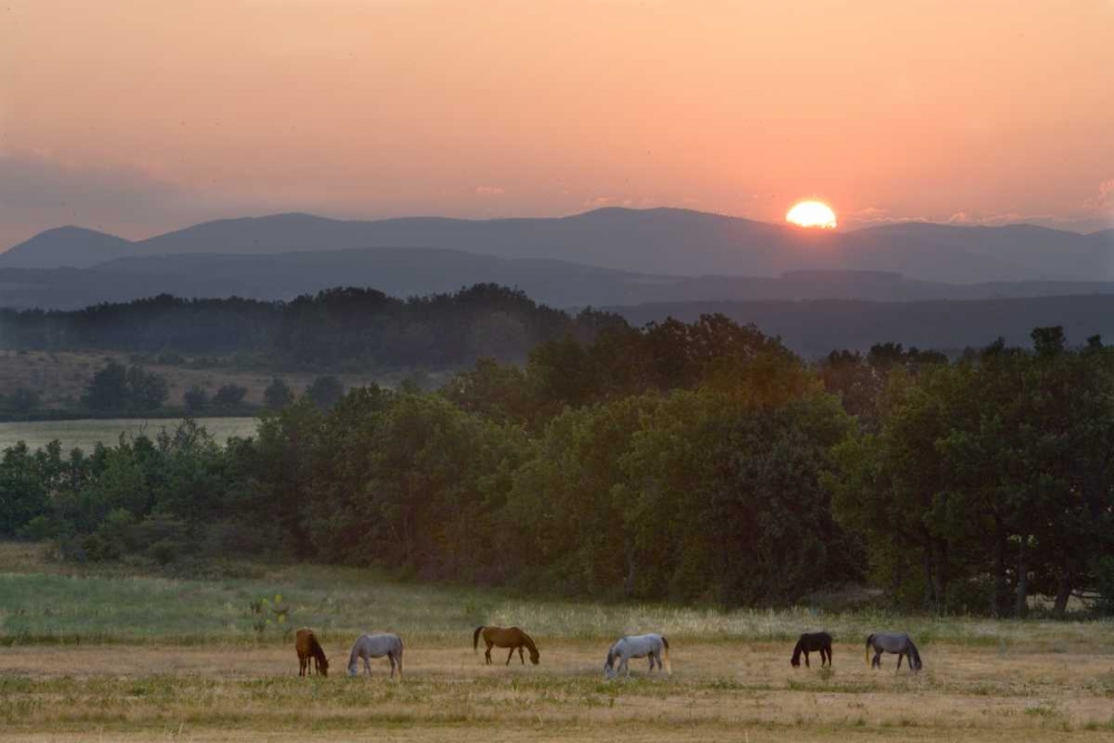 France, Provence region Horses graze at sunrise art print by Jim Zuckerman for $57.95 CAD