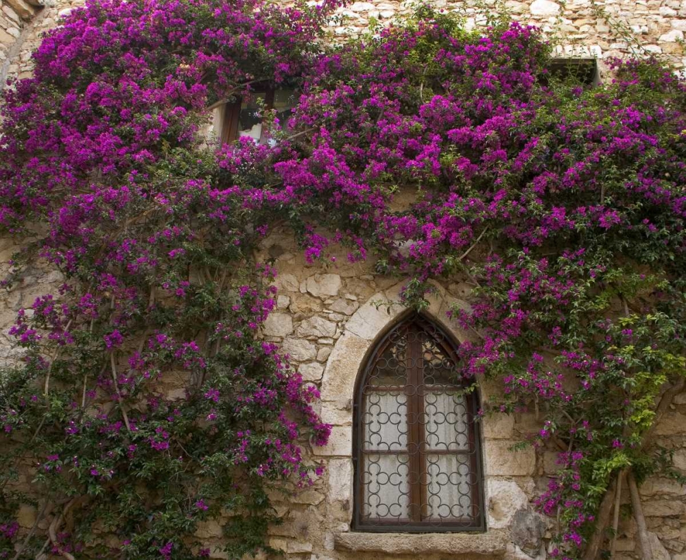 France, Provence, Eze Bright pink bougainvillea art print by Wendy Kaveney for $57.95 CAD