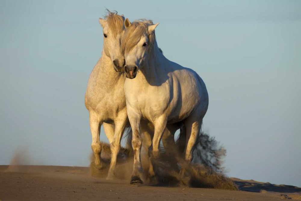 France, Provence Two white Camargue horses art print by Jim Zuckerman for $57.95 CAD