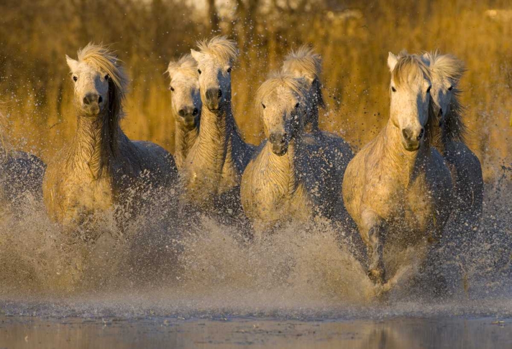 France, Provence White Camargue horses running art print by Jim Zuckerman for $57.95 CAD