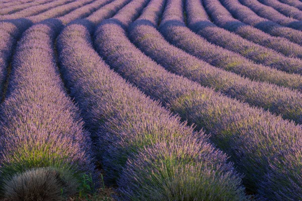 Europe, France Rows of lavender in Provence art print by Ellen Anon for $57.95 CAD