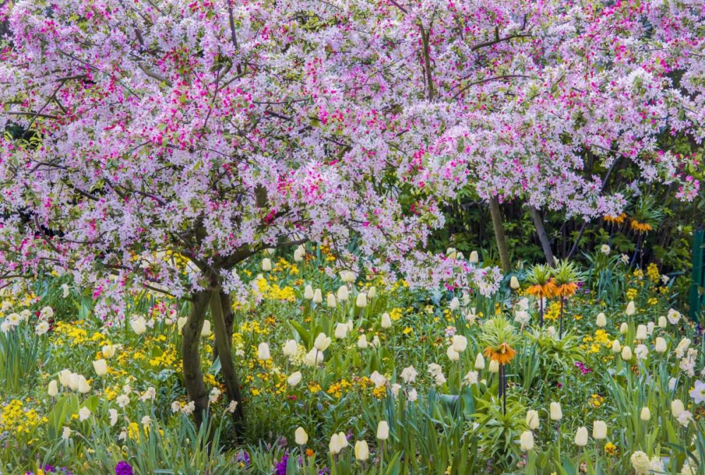 France, Giverny spring in Claude Monets garden art print by Charles Needle for $57.95 CAD