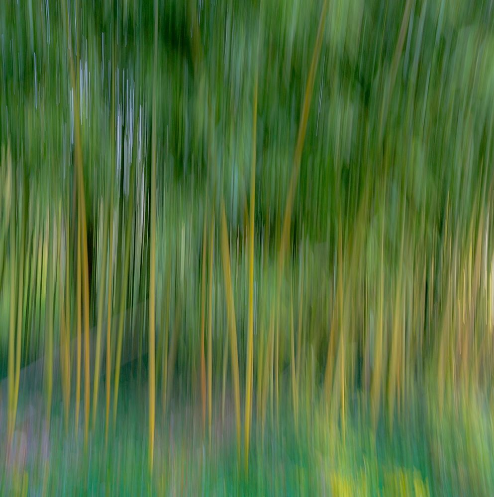 France-Giverny Abstract of bamboo forest in Monets Garden  art print by Jaynes Gallery for $57.95 CAD