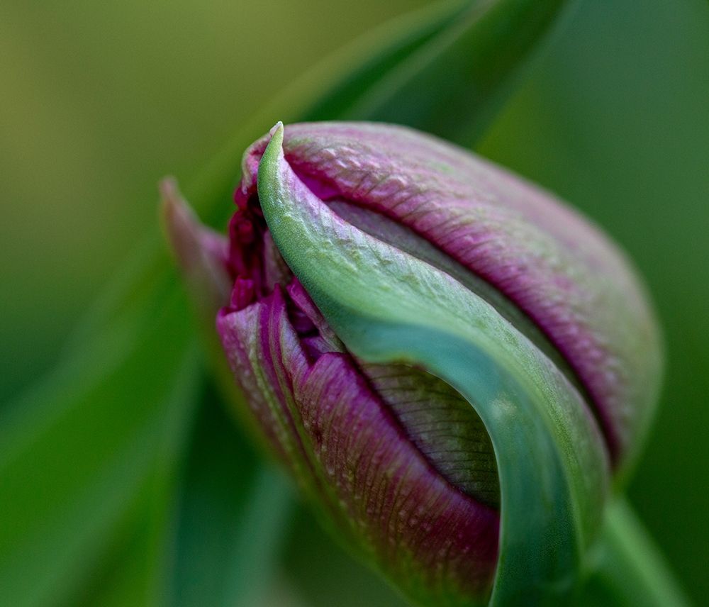 France-Giverny Close-up of purple tulip bud  art print by Jaynes Gallery for $57.95 CAD
