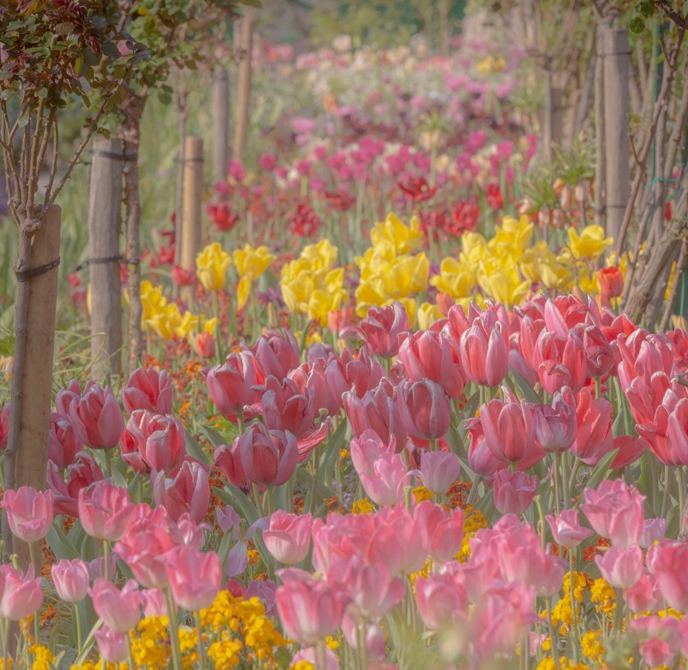 France-Giverny Tulips in Monets Garden  art print by Jaynes Gallery for $57.95 CAD