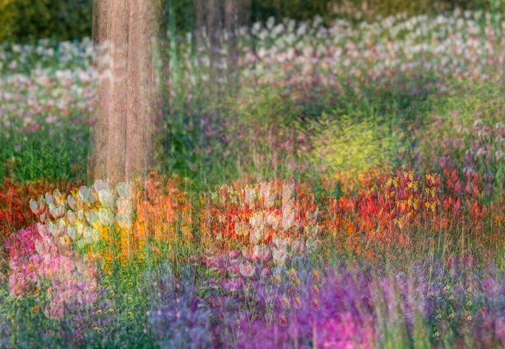 France-Giverny Impression of flowers in Monets Garden  art print by Jaynes Gallery for $57.95 CAD