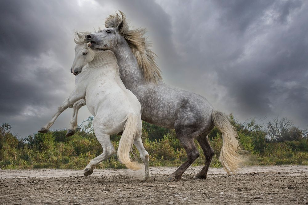 Europe-France White and gray stallions of the Camargue region fighting art print by Jaynes Gallery for $57.95 CAD