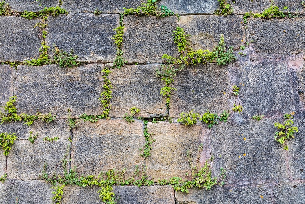 France-Dordogne-Hautefort Plants growing in a stone wall in the town of Hautefort art print by Emily Wilson for $57.95 CAD