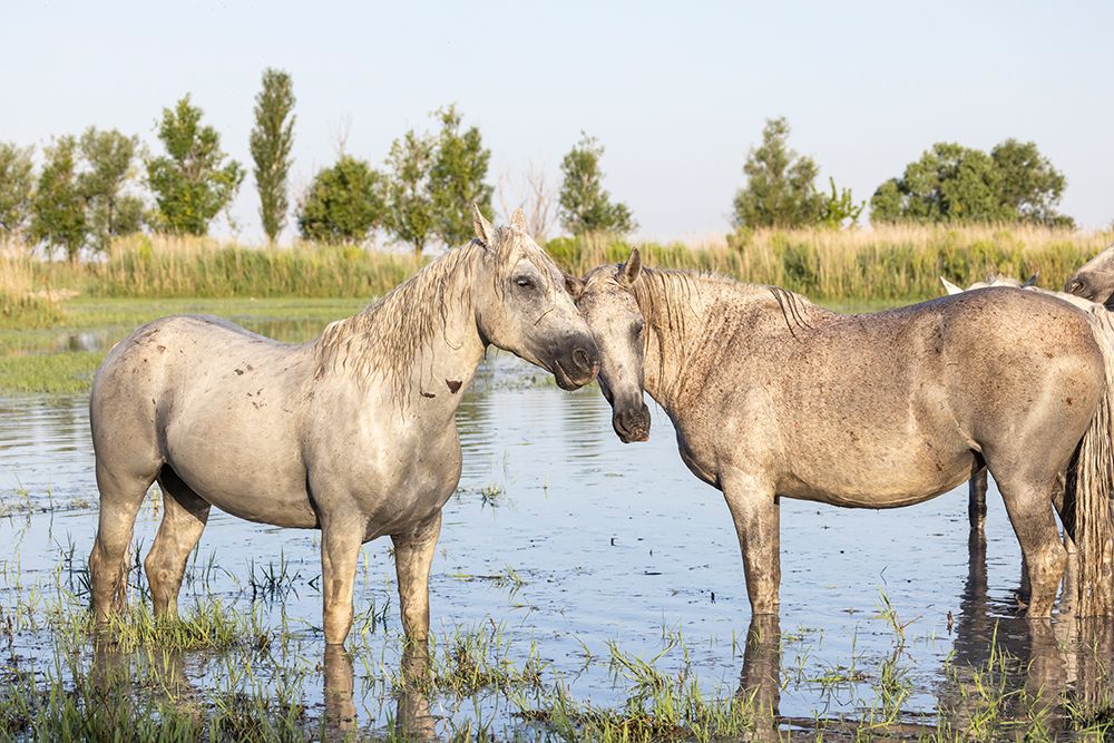  Provence-Alpes-Cote dAzur-France Horses in the marshes of the Camargue art print by Emily M. Wilson for $57.95 CAD