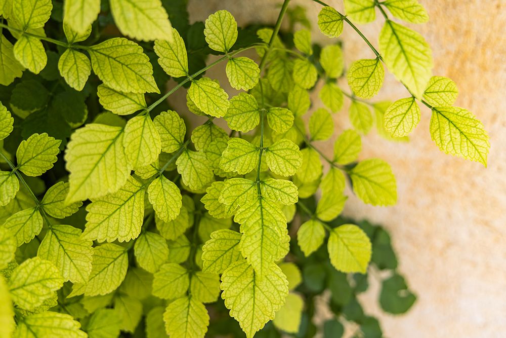 Aigues-Mortes-Gard-Occitania-France Green leaves of a vine climbing on a wall art print by Emily M. Wilson for $57.95 CAD