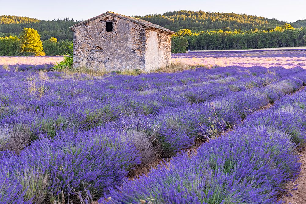 Ferrassieres-Auvergne-Rhone-Alpes-France Close up of lavender growing in the south of France art print by Emily M. Wilson for $57.95 CAD