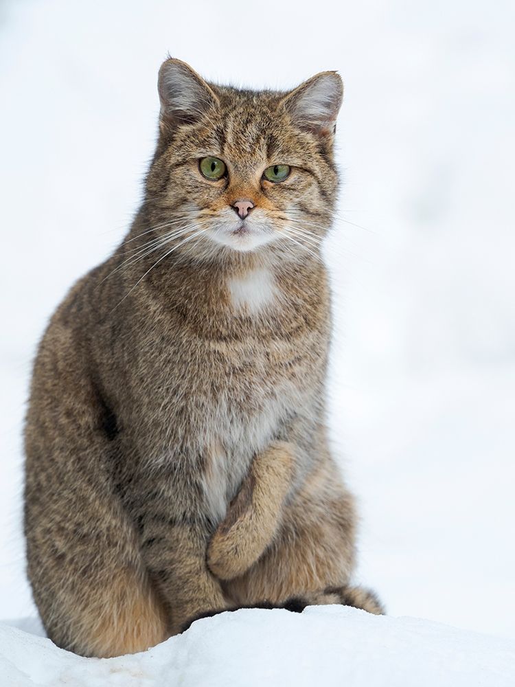 European wildcat during winter in deep snow in National Park Bavarian Forest Germany-Bavaria art print by Martin Zwick for $57.95 CAD