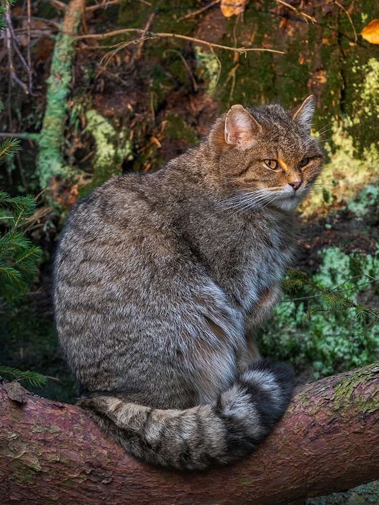 European wildcat in National Park Bavarian Forest Germany-Bavaria art print by Martin Zwick for $57.95 CAD